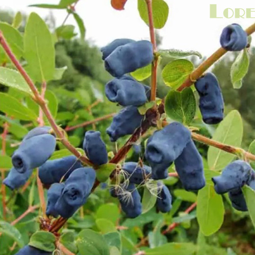Саженцы жимолости Успех (черенкованный) - 3-летний Черновцы - изображение 1