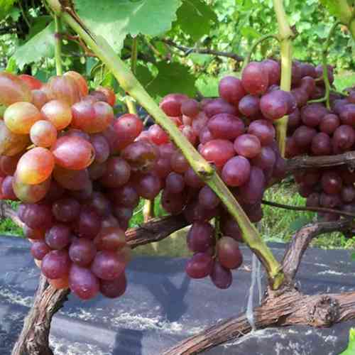 Саженцы винограда Вовчик (черенкованный) - 1-летний Черновцы