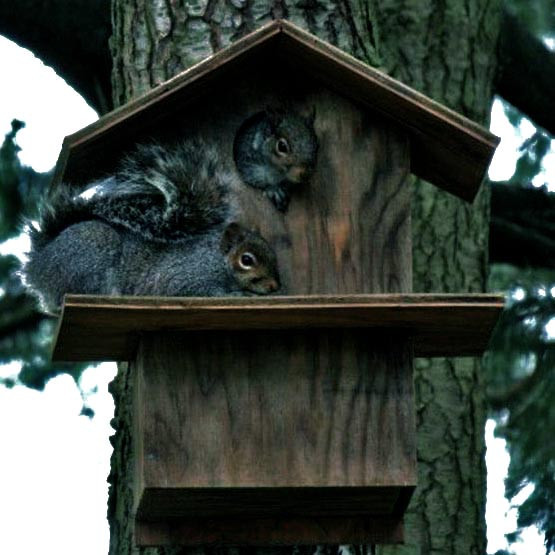 Будиночок для білок "Манджур" мокко Миколаїв - фото 1