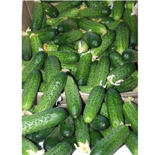 Огірок Амур F1 самозапильний 50шт Професійне насіння Житомир - фото 3