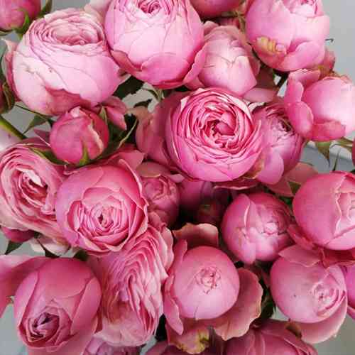 Саджанці троянд Сільва Пінк (привитий) - 2-річний Чернівці