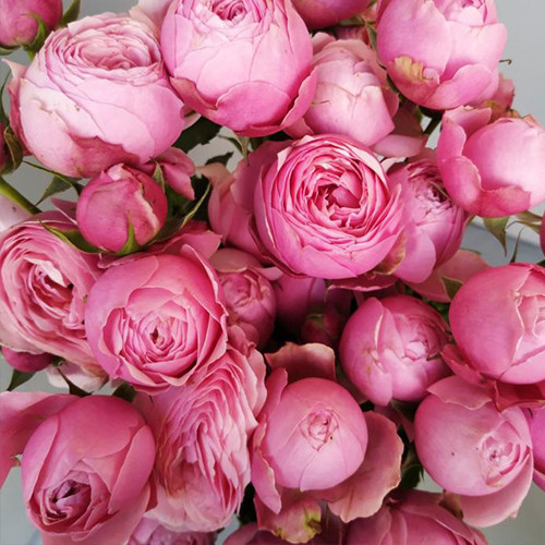 Саджанці троянд Сільва Пінк (привитий) - 2-річний Чернівці - фото 1