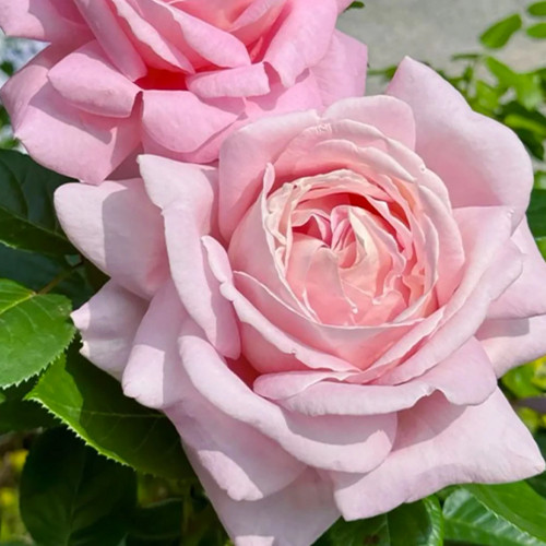 Саджанці троянд Емейзер Грейз (привитий) - 2-річний Чернівці - фото 1