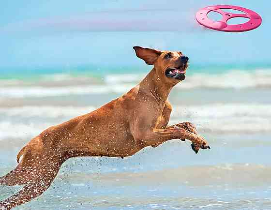 Іграшка фрізбі Tornado для собак, 23 см Київ