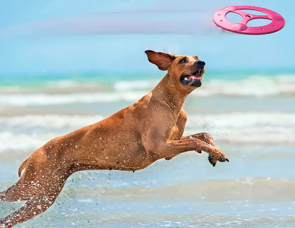 Іграшка фрізбі Tornado для собак, 23 см Київ - фото 4