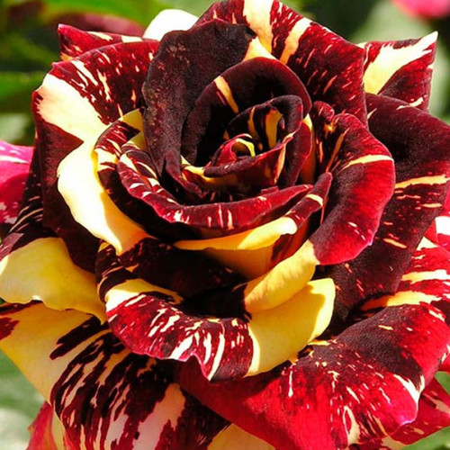 Саджанці троянд Фокус Покус (привитий) - 2-річний Чернівці - фото 1