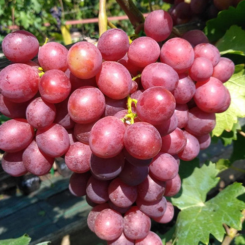 Саженцы винограда Свит Селебрейшн (черенкованный) - 2-летний Черновцы - изображение 1