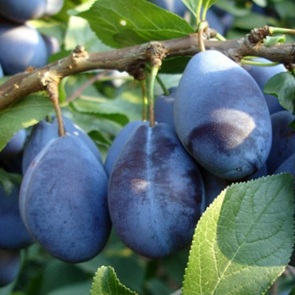 Саженцы сливы Стенлей (привитый) - 2-летний Черновцы - изображение 1