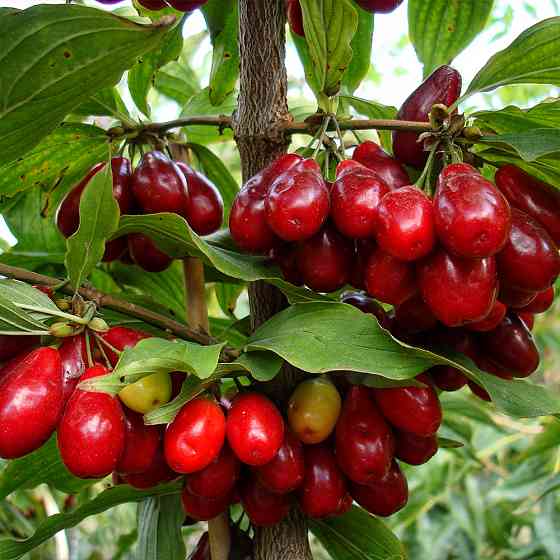 Саженцы кизила Лукьяновский (привитый) - 1-летний Черновцы