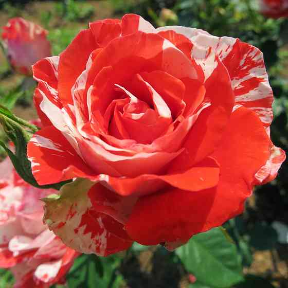 Саджанці чайно-гібридних троянд Оранж Інтуїшн (привитий) Чернівці