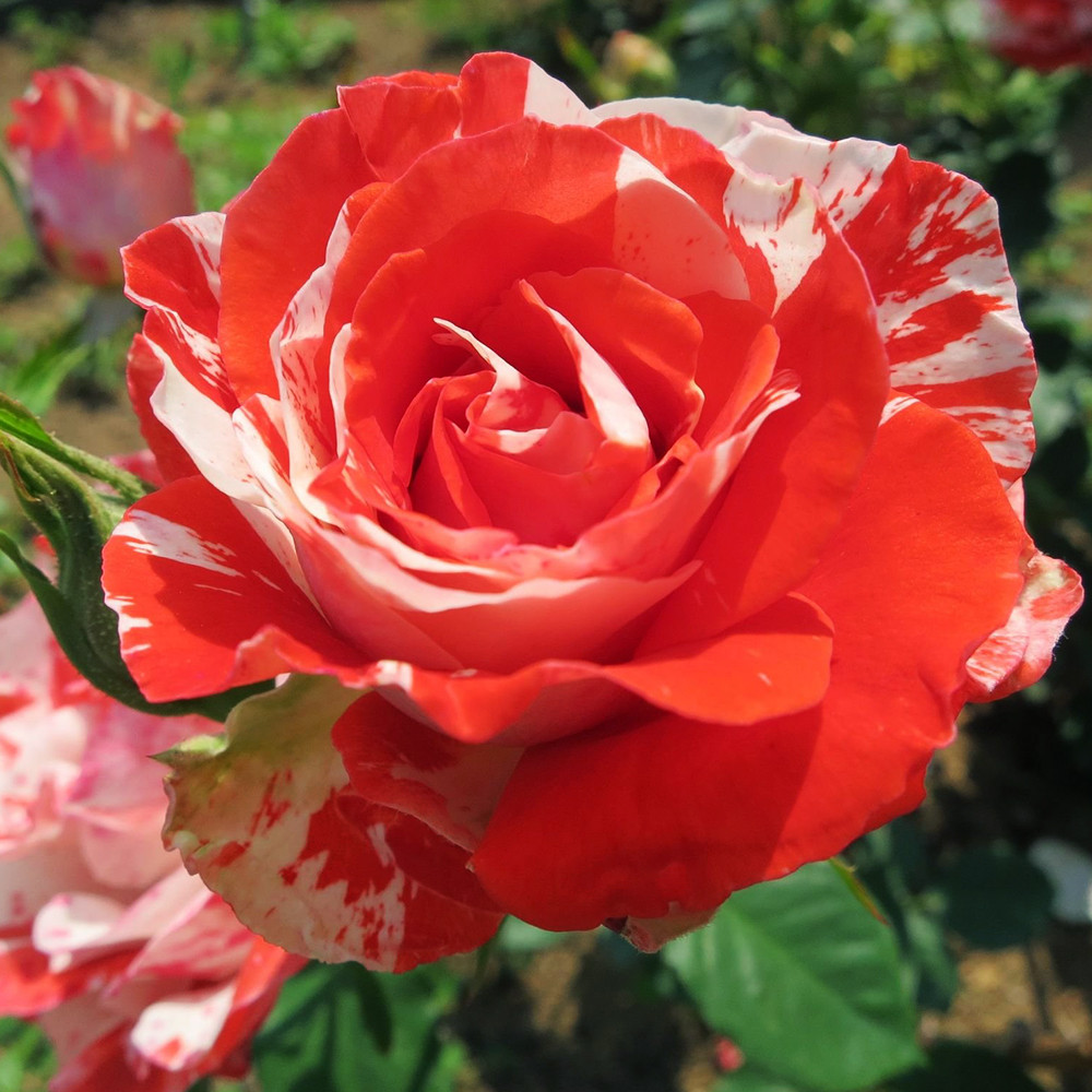 Саженцы чайно-гибридных роз Оранж Интуишн (привитый) Черновцы - изображение 3