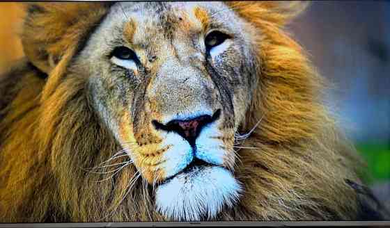 Телевізор Panasonic TX — 65DXW784 4K Pro HDR 3D/20Hz. / TOP/ 2017 Київ