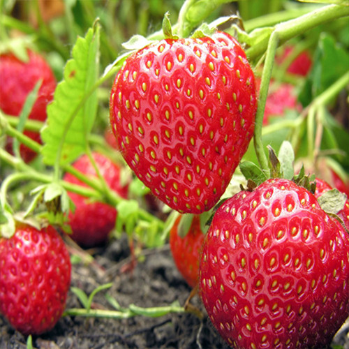 Саженцы клубники Монтерей (ремонтантная) - 1-летний Черновцы - изображение 1