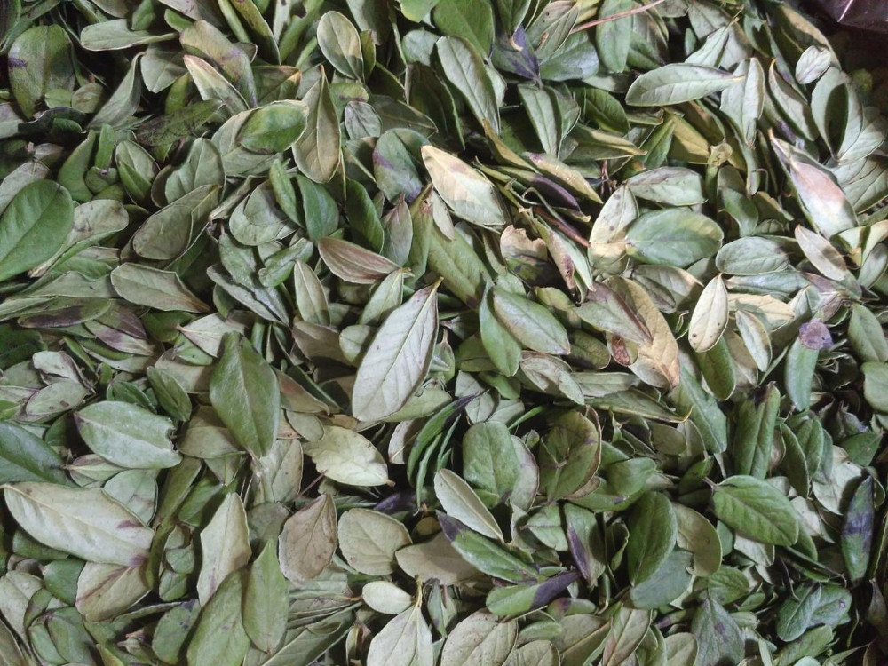 Брусниця лист (Лист брусники), 100г master sem Киев - изображение 2