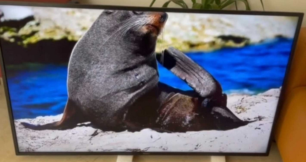 Телевизор Безрамный: 65