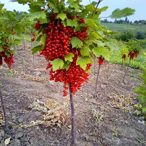 Саженцы смородины на штамбе Рандом (привитый) - 2-летний Черновцы