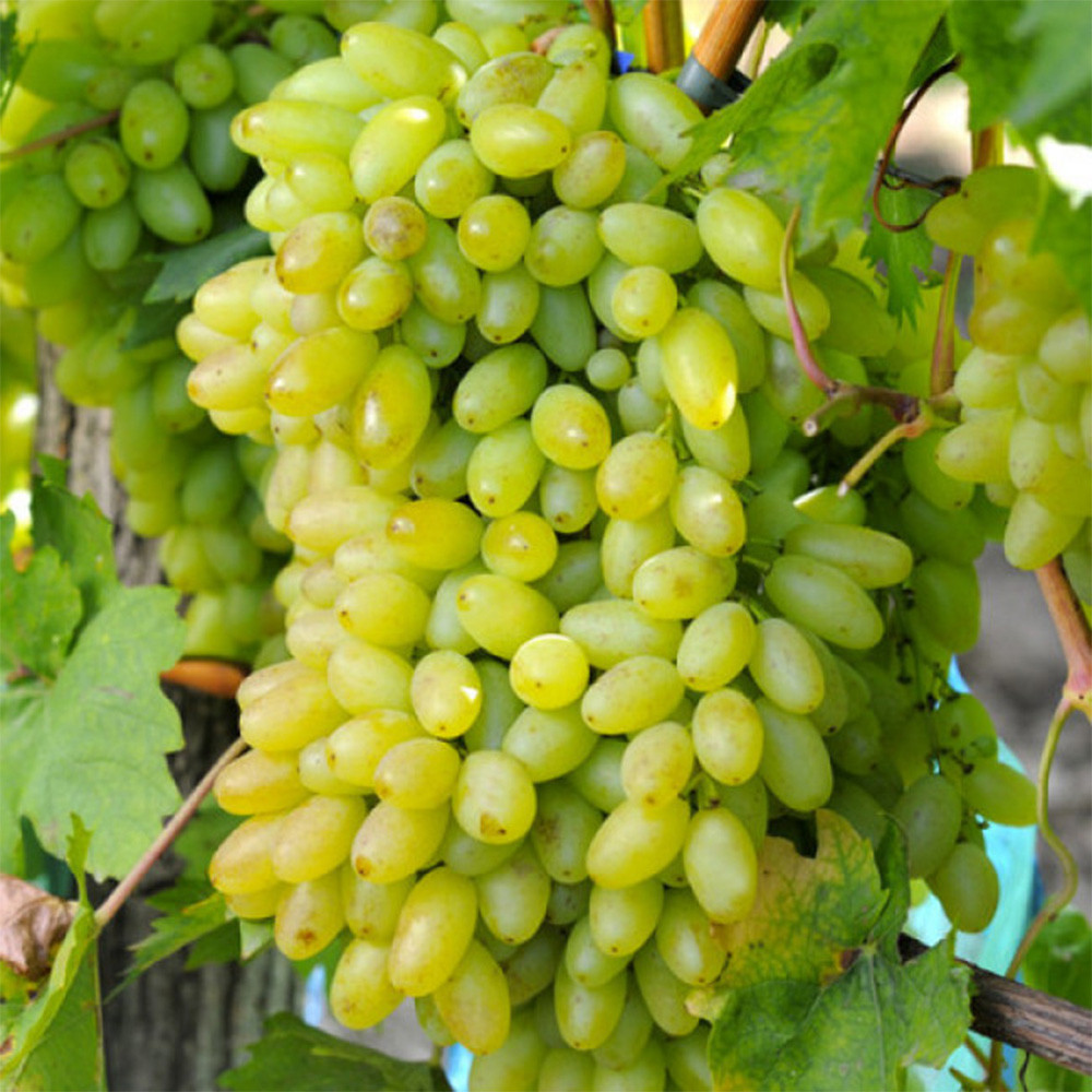 Саженцы винограда Столетия (черенкованный) - 2-летний Черновцы - изображение 2