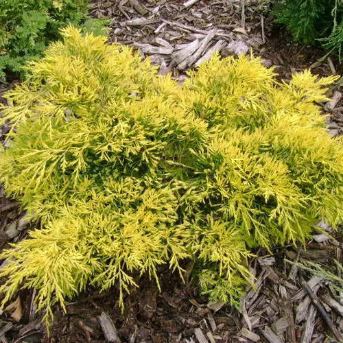 Саджанці ялівцю Голден Вінгз (черенкований) - 3-річний Чернівці - фото 1