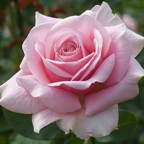 Саженцы роз Мистраль (привитый) - 2-летний Черновцы - изображение 1