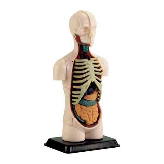 Модель тулуба людини Edu-Toys збірна 12,7 см (SK008) Харків