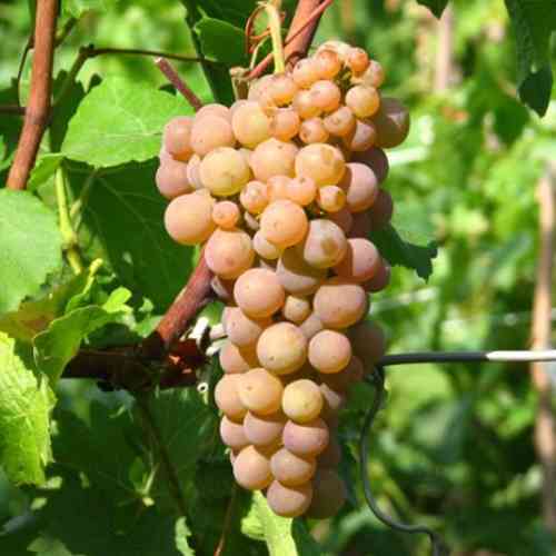 Cаджанці винограду Рання Зорька (черенкований) - 2-річний Чернівці