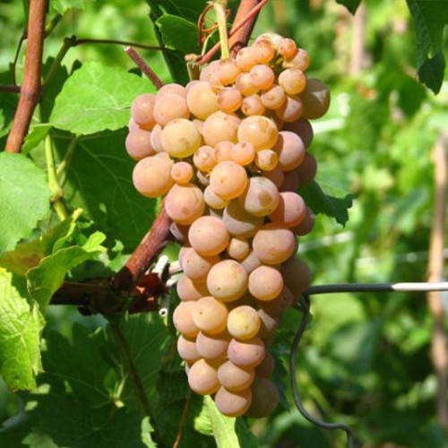 Cаджанці винограду Рання Зорька (черенкований) - 2-річний Чернівці - фото 1