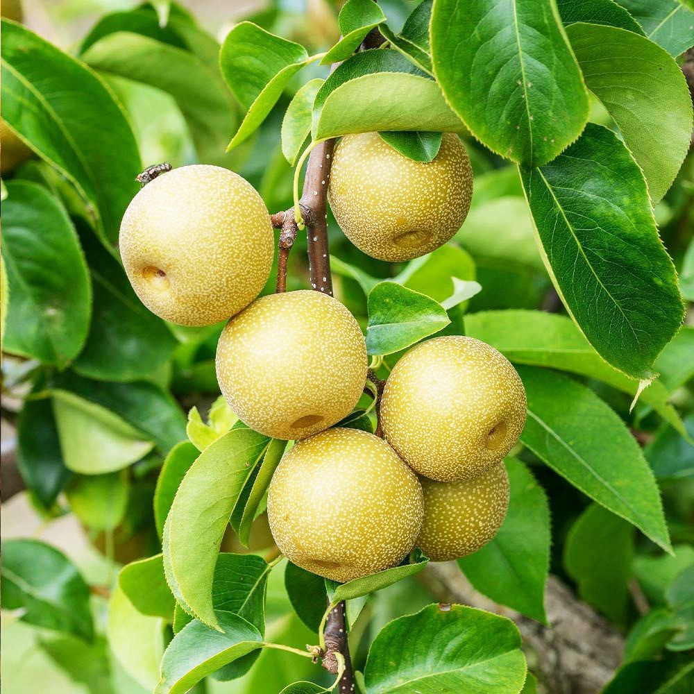 Саджанці груші азіатської Хоюро (привитий) - 1-річний Чернівці - фото 2