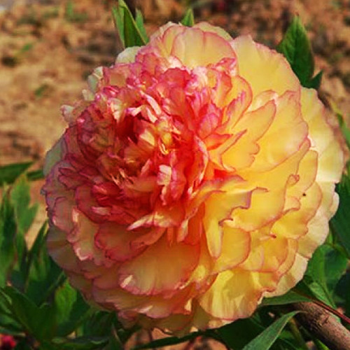 Саджанці піона деревоподібного Кінкаку (сіянець) - 2-річний Чернівці - фото 1