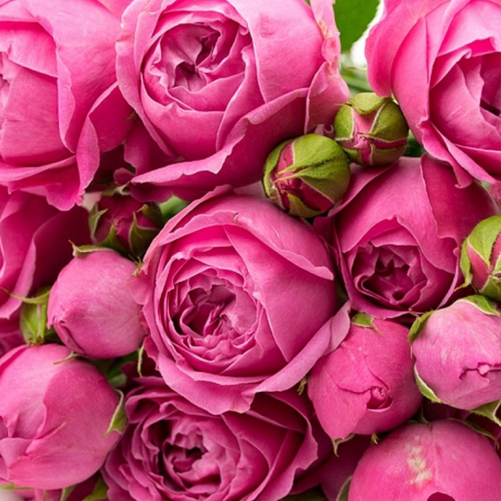 Саджанці англійських піоноподібних троянд Місті Баблс (привитий) Чернівці - фото 3