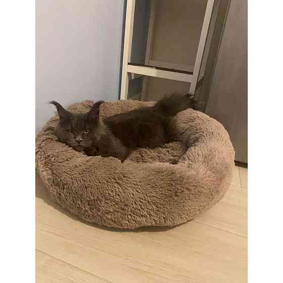 Лежанка для кошек и собак «Ворс» капучино 10049 XL (70см) Киев