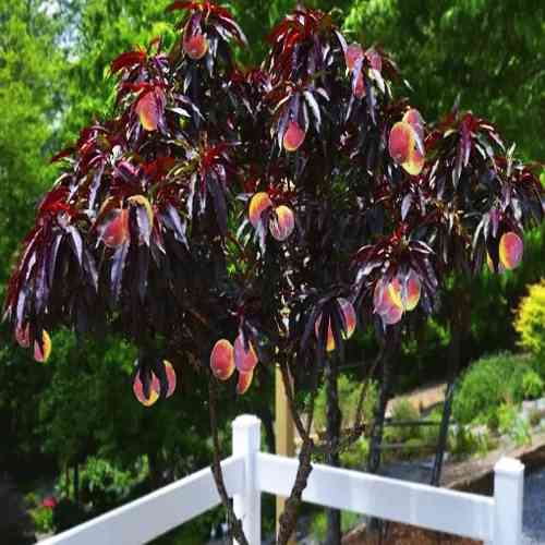 Саженцы колоновидного персика на штамбе Бургунди (привитый) - 2-летний Черновцы