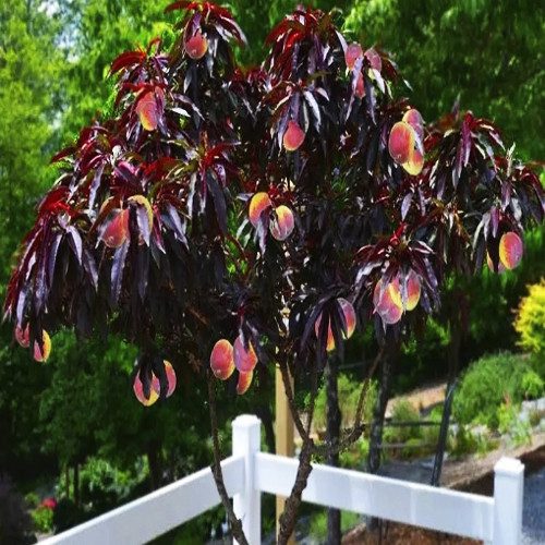 Саженцы колоновидного персика на штамбе Бургунди (привитый) - 2-летний Черновцы - изображение 2