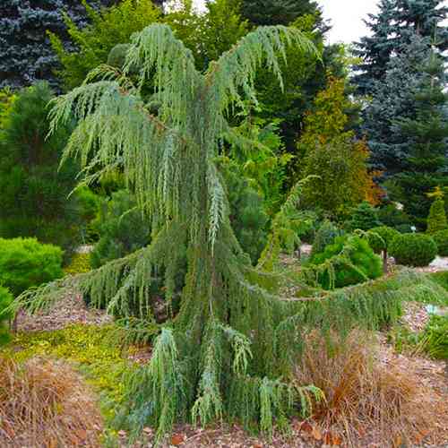 Саджанці ялівцю Хорстманн (черенкований) - 3-річний Чернівці