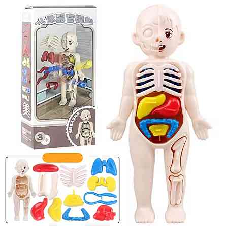 Анатомічна модель тіла людини 3 D пазл навчальна іграшка для дітей 18 см різнокольоровий Київ