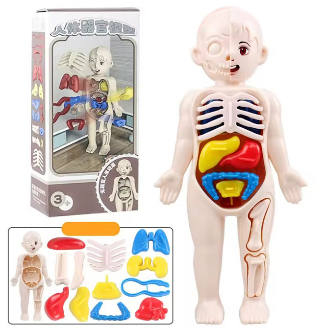 Анатомічна модель тіла людини 3 D пазл навчальна іграшка для дітей 18 см різнокольоровий Київ - фото 1
