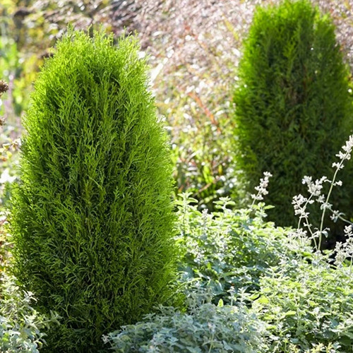 Саджанці туї Смарагдовий Тотем Чернівці - фото 1