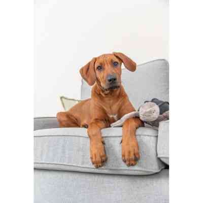 Игрушка для собак Trixie BE NORDIC Черепаха Хауке 34 см серая (4011905360621) Винница