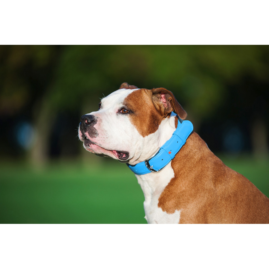 Нашийник для собак шкіряний WAUDOG Glamour з QR паспортом, без прикрас, L, Ш 25 мм, Дов 38-49 с Коломыя - изображение 7