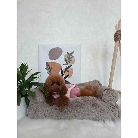 Хутряний диван лежак для собак і кішок спальне місце для тварин знімни Incor капучино 10079 M (66х37х33) Київ