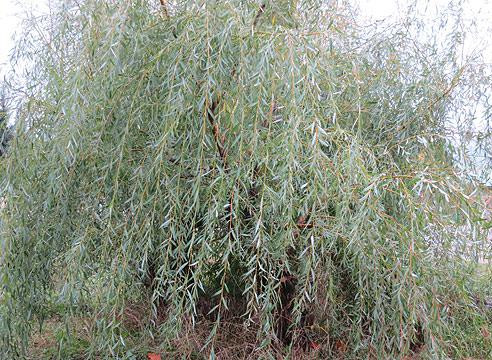 Кора ивы,100г master sem Киев - изображение 2