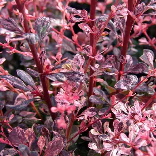 Саженцы барбариса Арлекин (черенкованный) - 1-летний Черновцы