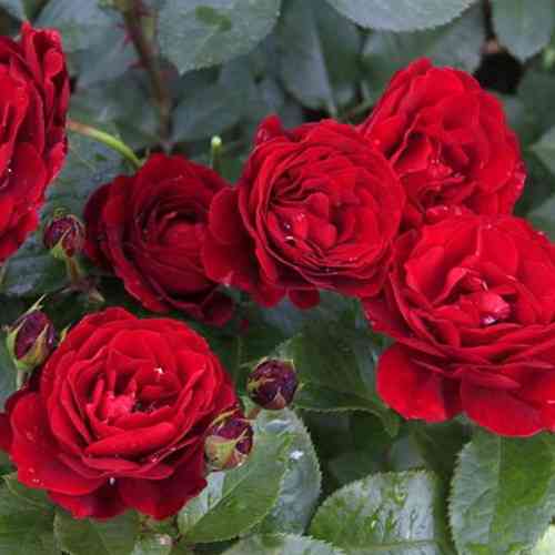 Саженцы бордюрных роз Таманго (привитый) Черновцы