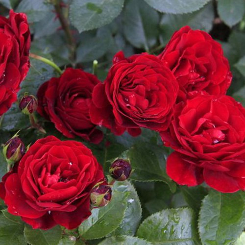 Саджанці бордюрних троянд Таманго (привитий) Чернівці - фото 3