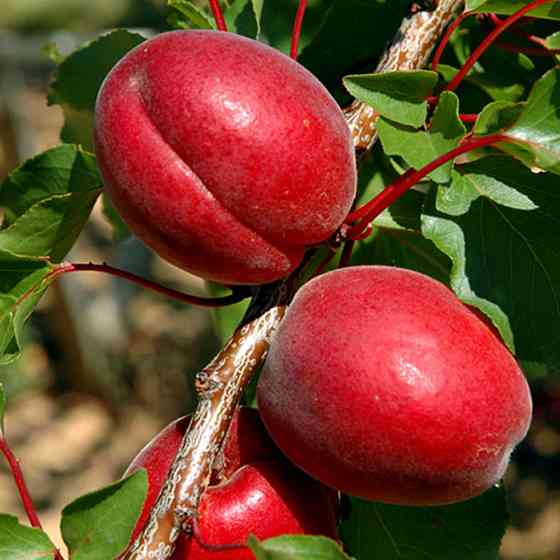 Живці абрикоса Рубіста (5 штук) Чернівці