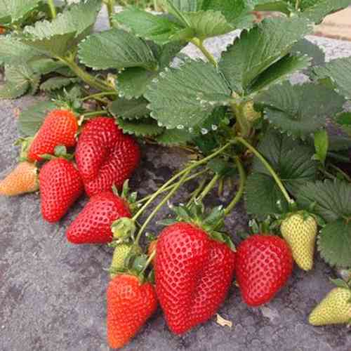 Саджанці полуниці Рубіновий Кулон (10 штук) - 1-річний Чернівці