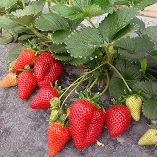 Саджанці полуниці Рубіновий Кулон (10 штук) - 1-річний Чернівці - фото 1