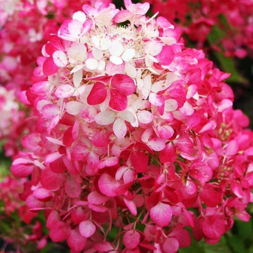 Саженцы гортензии Даймонд Руж (метельчатая) (черенкованный) Черновцы - изображение 2