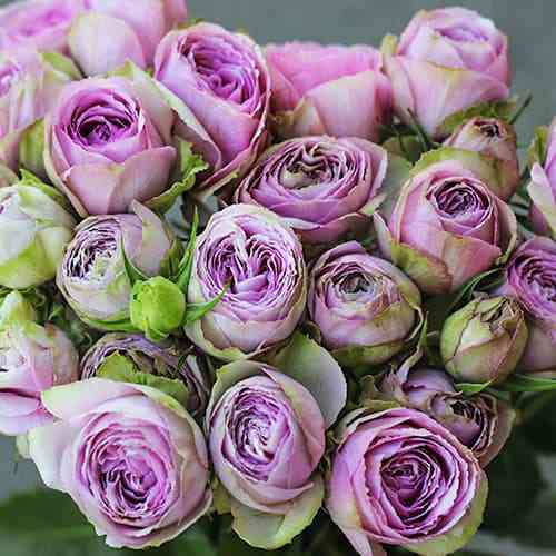 Саджанці троянд Блоссом Бабблз (привитий) - 2-річний Чернівці