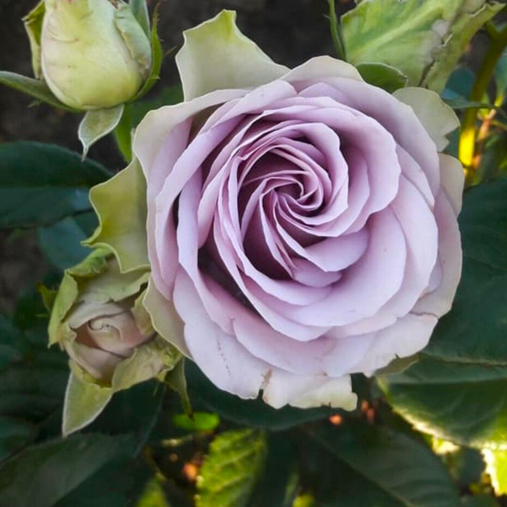 Саженцы роз флорибунда Луллаби (привитый) Черновцы - изображение 3