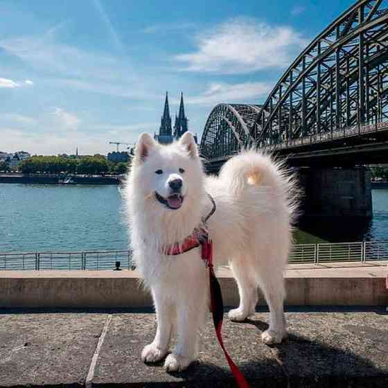 Шлея для великих собак Tre Ponti Size XXL Red Луцк